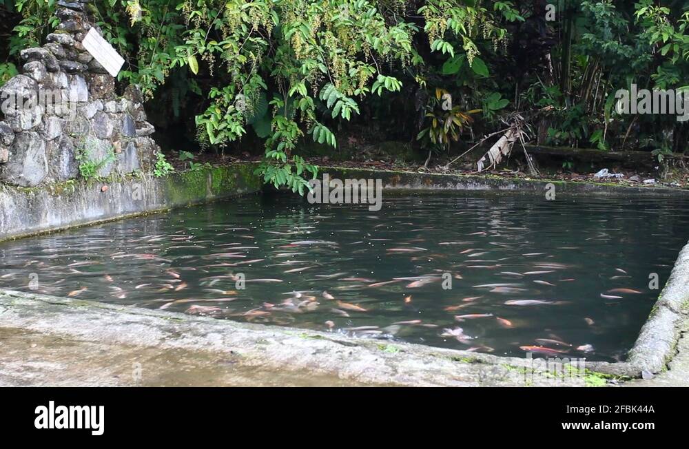 Tilapia in a pool Stock Video Footage - Alamy