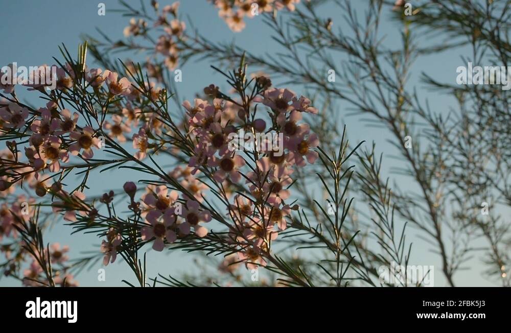 Geraldton wax Stock Videos & Footage HD and 4K Video Clips Alamy