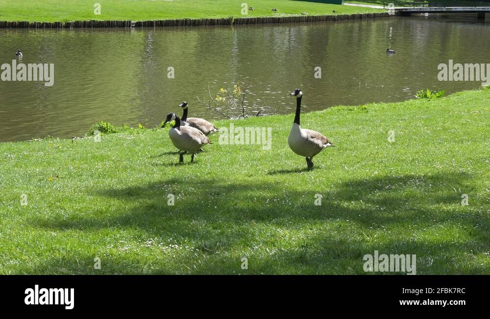 Brine goose wings Stock Videos & Footage HD and 4K Video Clips Alamy