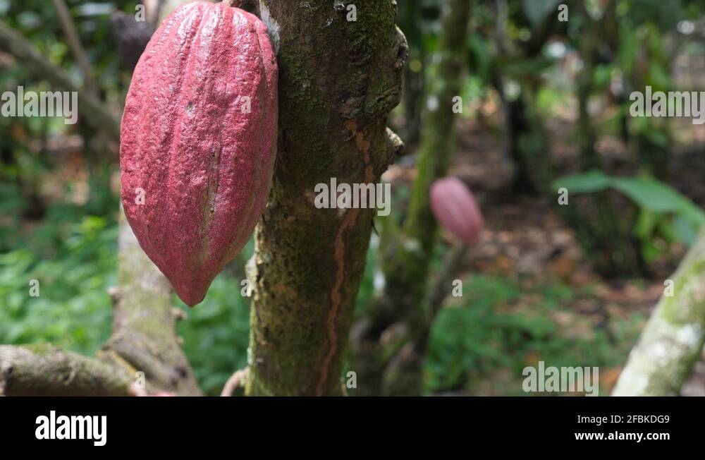 Davao cacao Stock Videos & Footage - HD and 4K Video Clips - Alamy