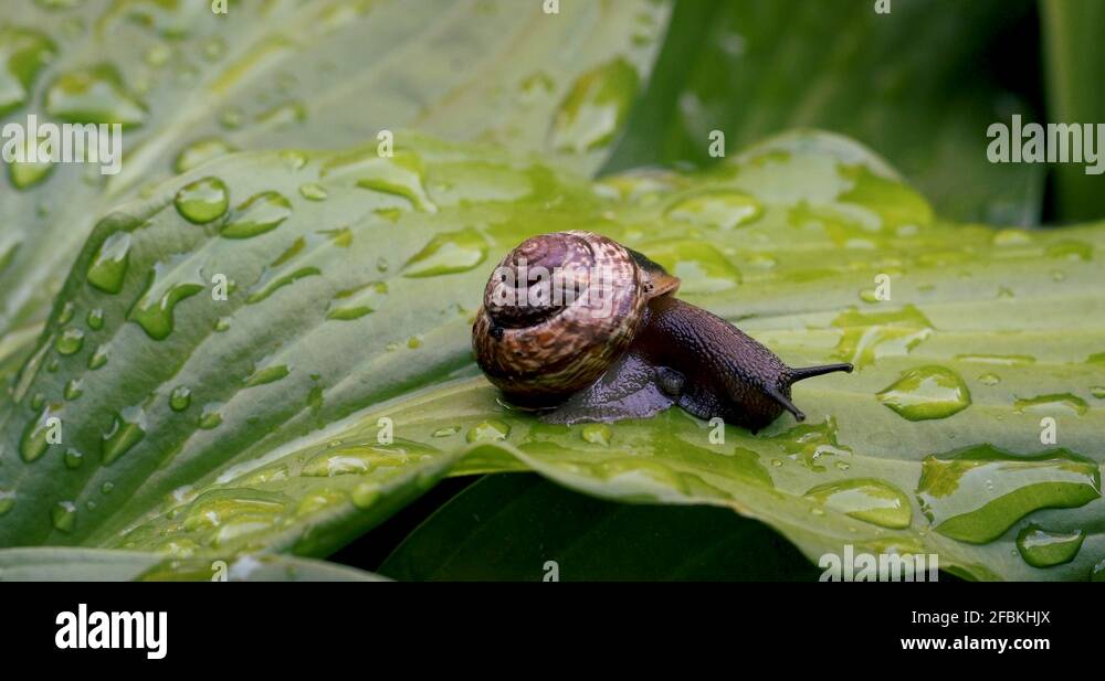 Hosta green leaf Stock Videos & Footage HD and 4K Video Clips Alamy