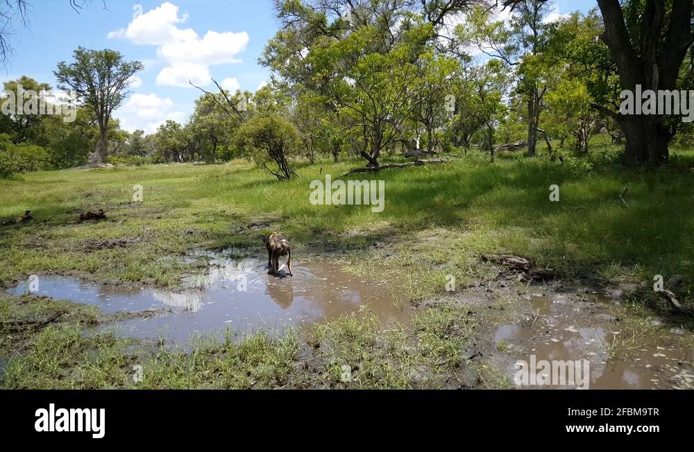 1 000 DOGS visual data 7