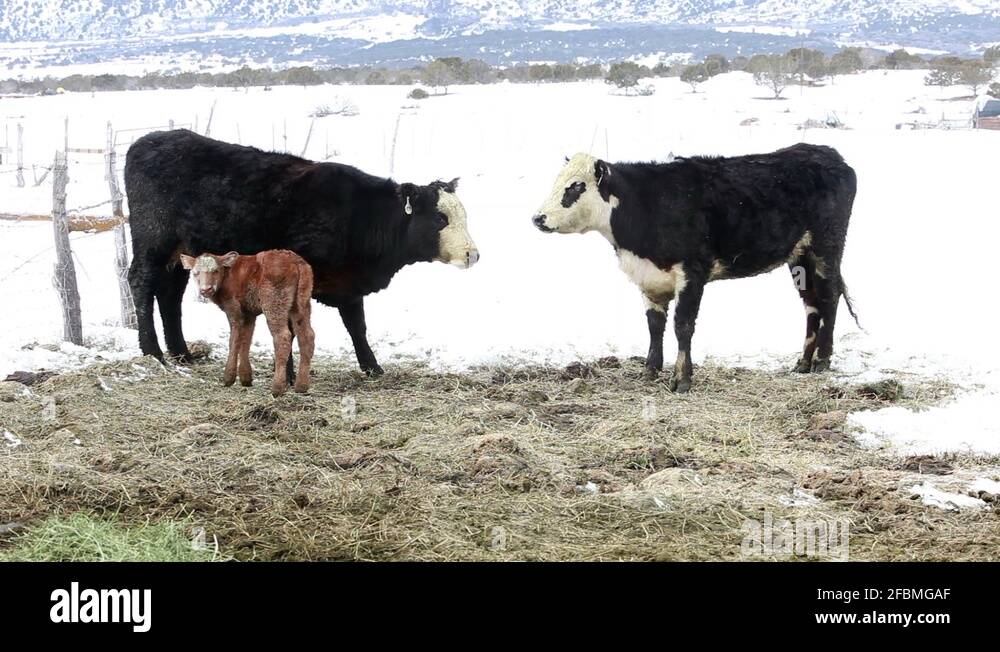 Cow calf operation Stock Videos & Footage HD and 4K Video Clips Alamy