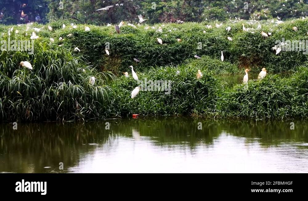 White necked crane Stock Videos & Footage HD and 4K Video Clips Alamy