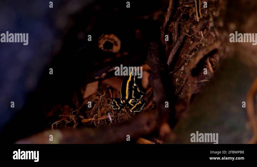 Toe tapping Stock Videos & Footage HD and 4K Video Clips Alamy