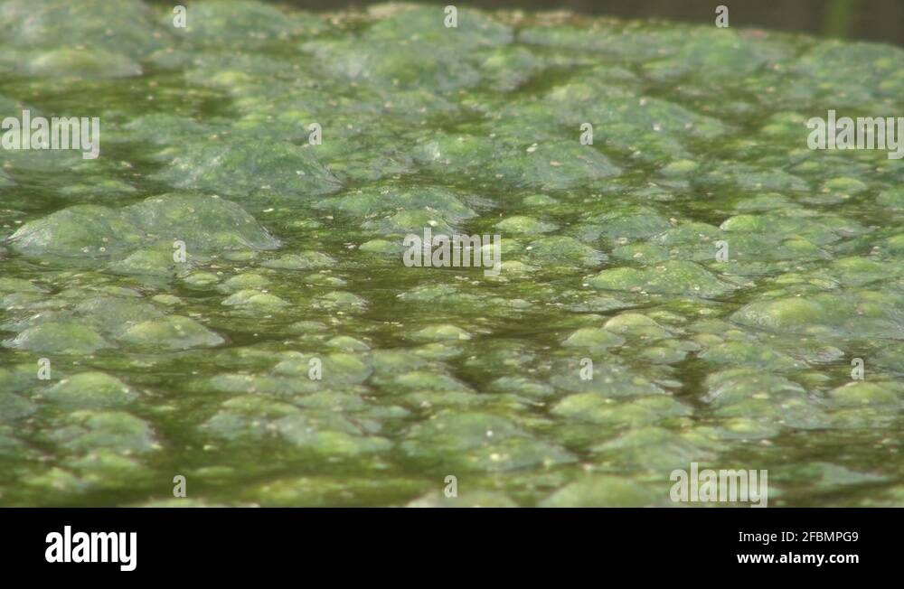 Floating algae Stock Videos & Footage HD and 4K Video Clips Alamy