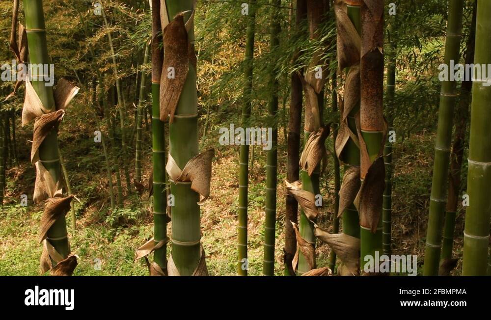 Bamboo sheath Stock Videos & Footage HD and 4K Video Clips Alamy