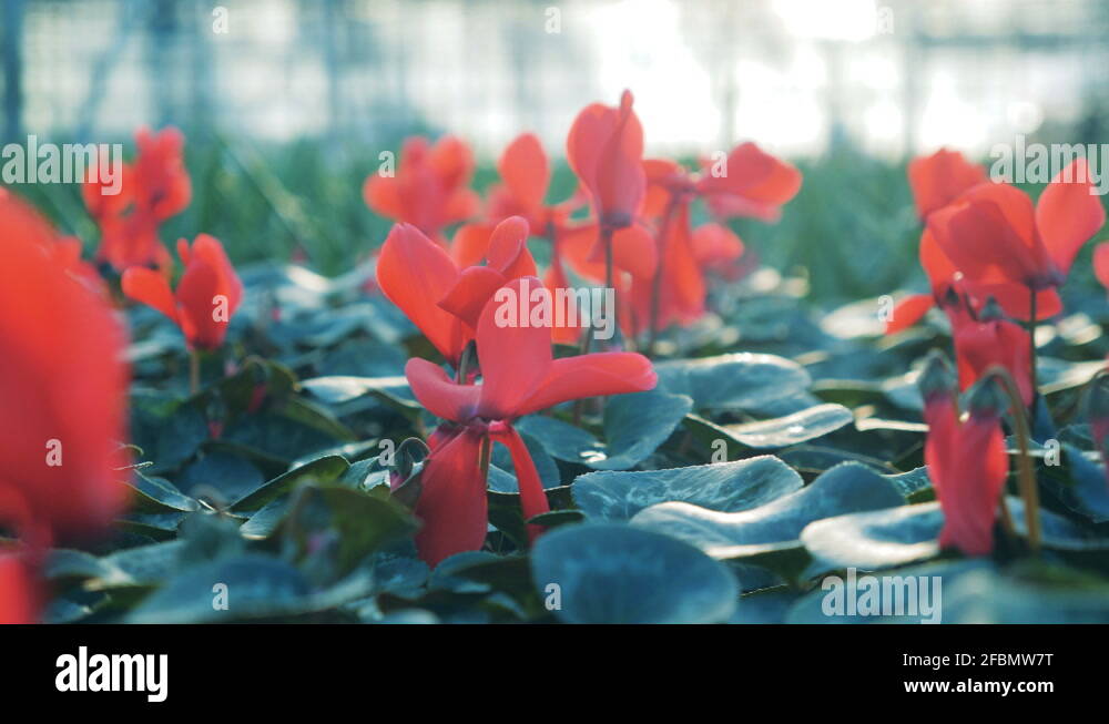 Oxygen distribution Stock Videos & Footage HD and 4K Video Clips Alamy