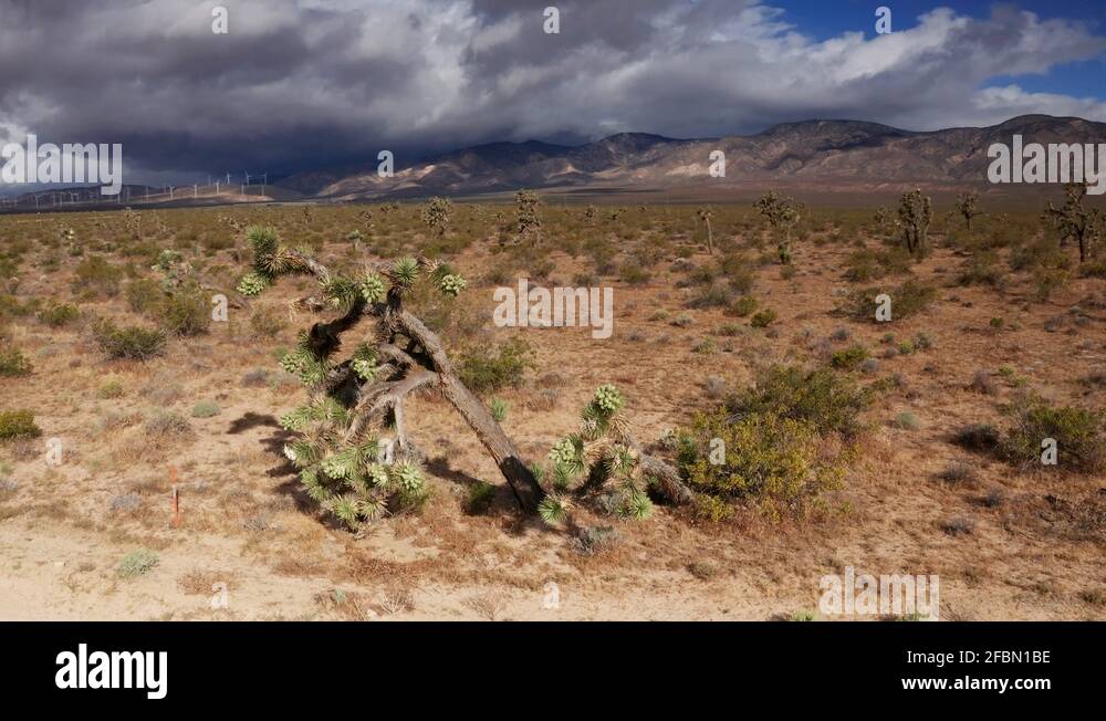 Tree growing sideways Stock Videos & Footage HD and 4K Video Clips