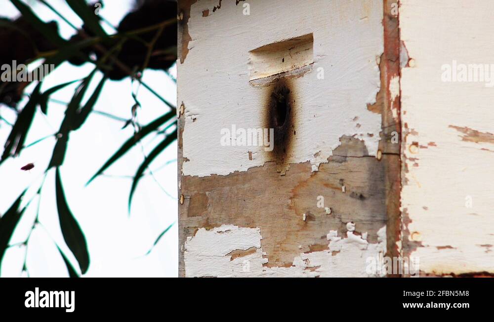 Wood farm queen Stock Videos & Footage HD and 4K Video Clips Alamy