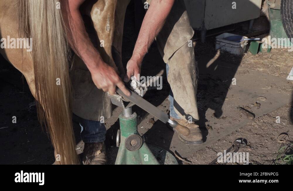 Horse farrier using a rasp to file the underside of a Quarter horse's hoof Stock Video Footage