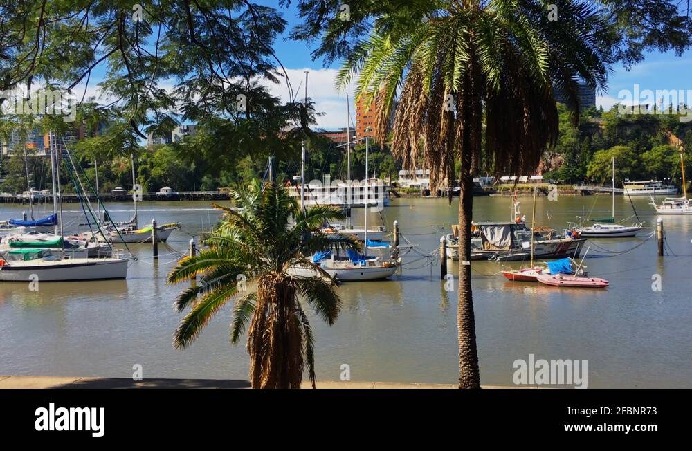 Brisbane palm trees Stock Videos & Footage HD and 4K Video Clips Alamy