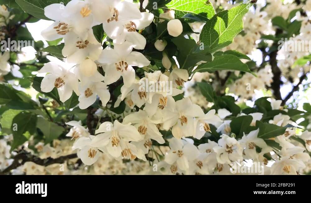 The japanese snowbell Stock Videos & Footage - HD and 4K Video Clips ...