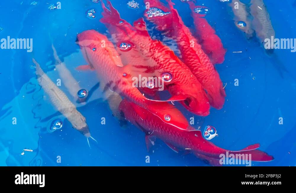 live bait fish caught for giant trevally or ulua fishing in hawaii