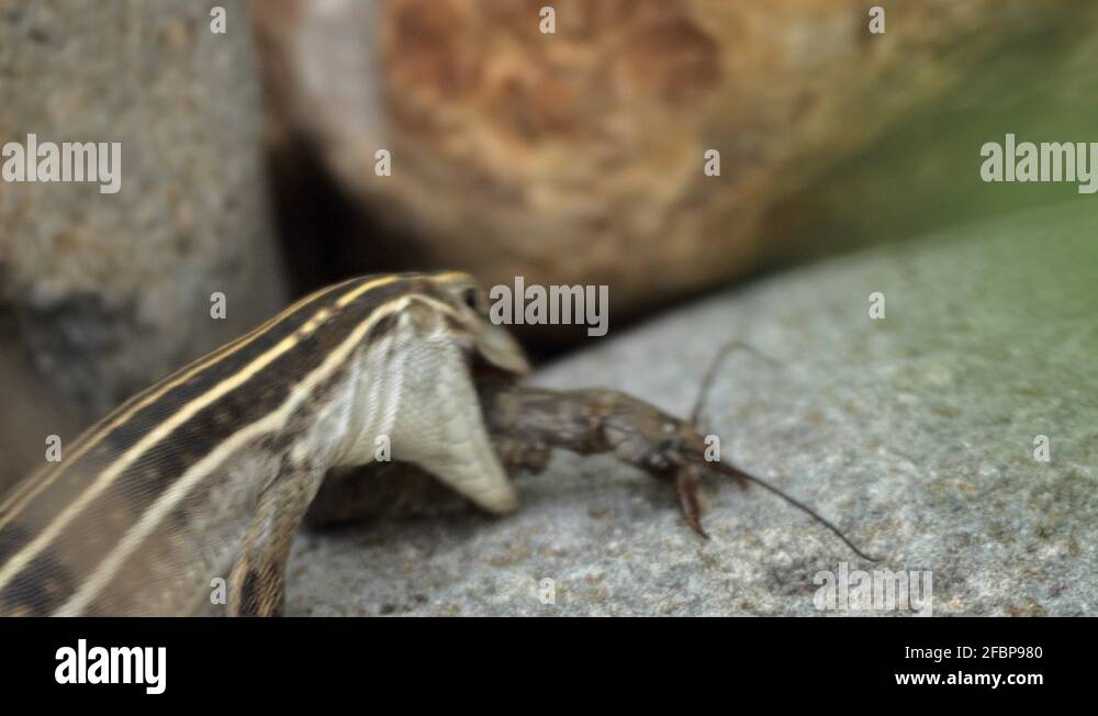 Sonoran Spotted Whiptail Lizard Eating a Grub Stock Video Footage Alamy