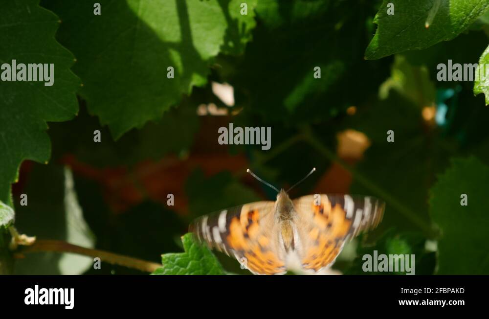 A monarch butterfly flying and flapping its wings in slow motion trying to Stock Video Footage