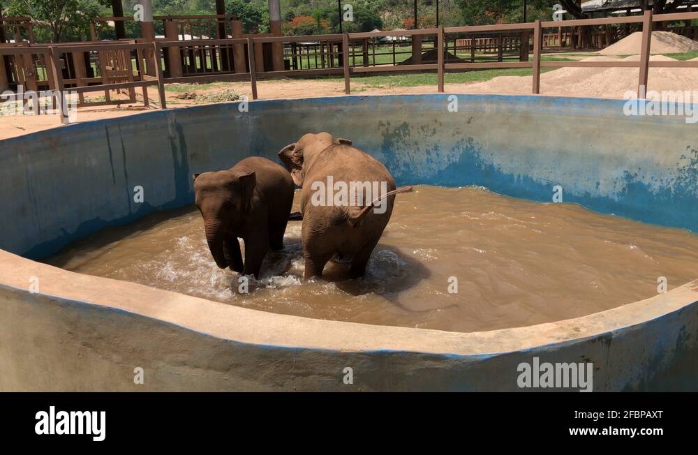 Swimming elephant Stock Videos & Footage HD and 4K Video Clips Alamy