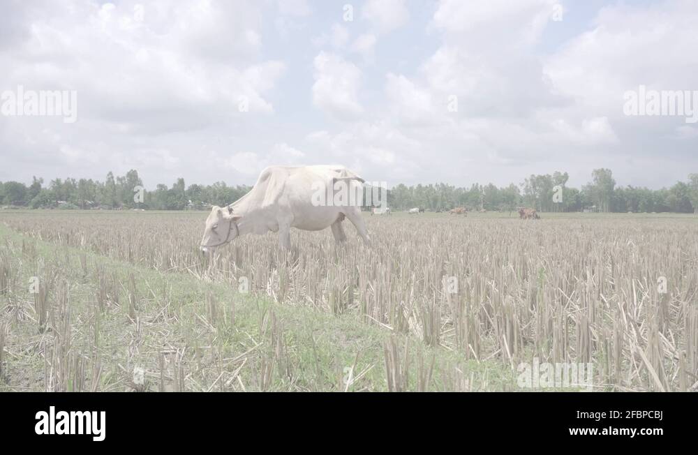 Cow eating roots in the paddy field after the crops has been cut down ...