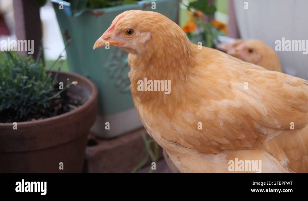 Gluten free range Stock Videos & Footage HD and 4K Video Clips Alamy