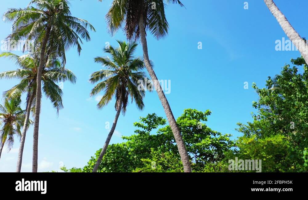 Low angle pedestal up shot of coconut palm trees, Philippines Stock