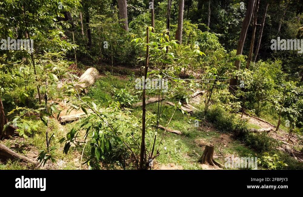 The dense tree canopies and forest floor of the Borneo rainforest Stock