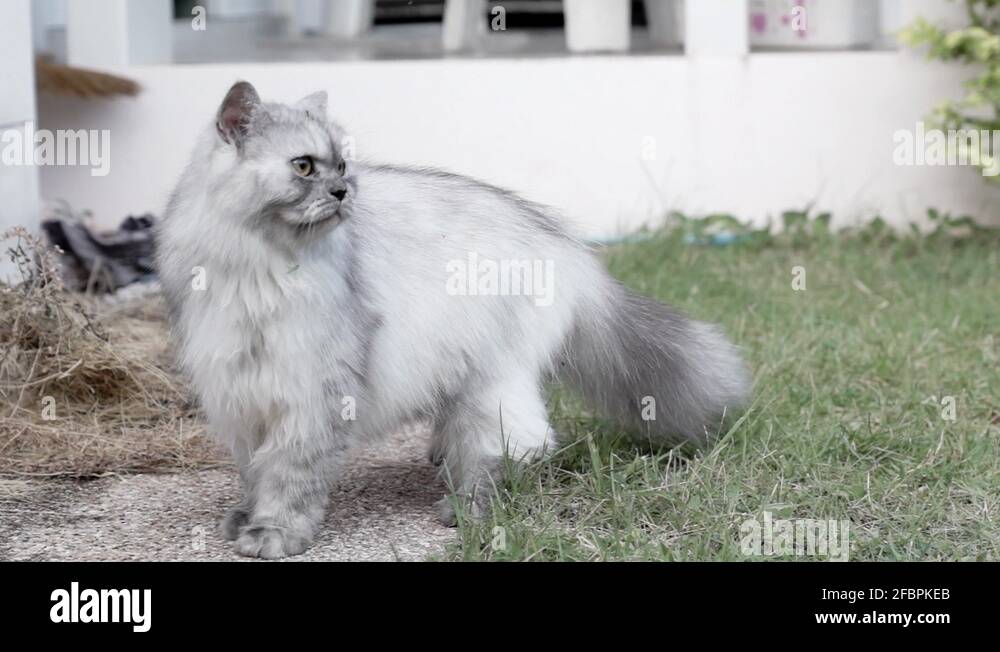 White long hair cat Stock Videos & Footage HD and 4K Video Clips Alamy