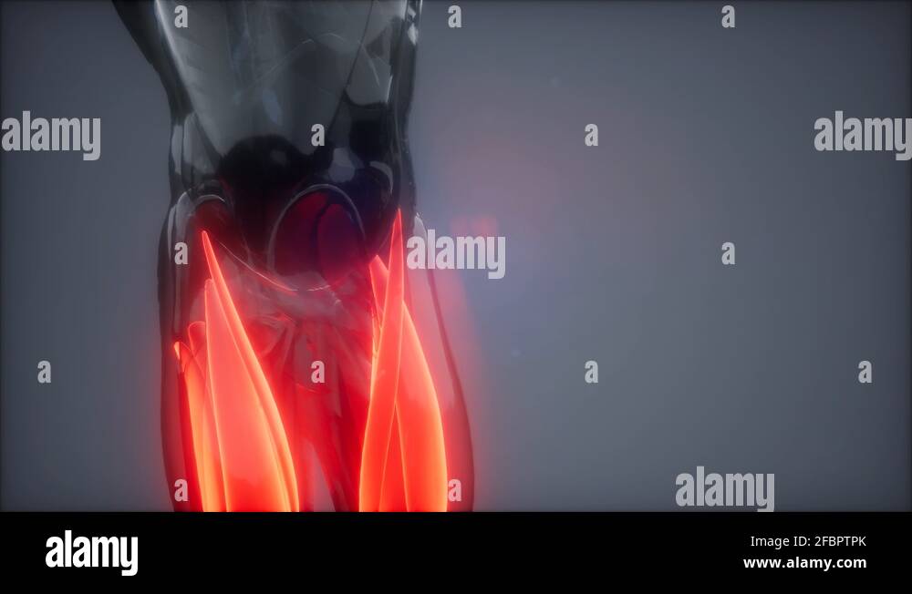 thigh muscles Visible muscle anatomy map Stock Video Footage Alamy