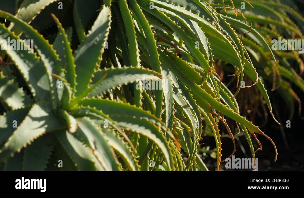 Aloe vera cactus Stock Videos & Footage - HD and 4K Video Clips - Alamy