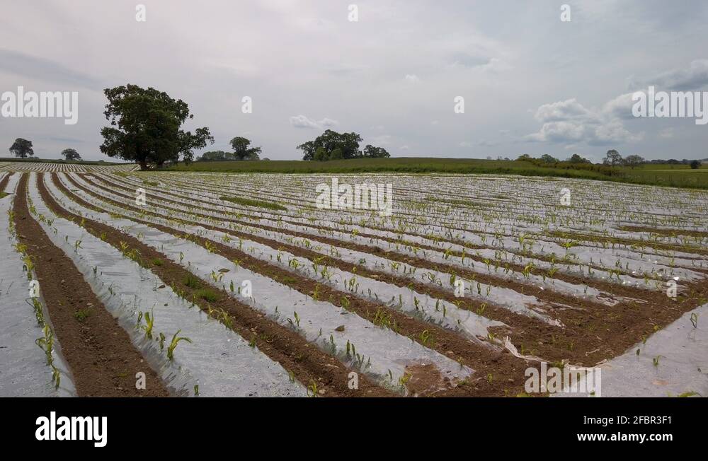 Plastic mulch used to grow corn on farmland in Cumbria, panning shot