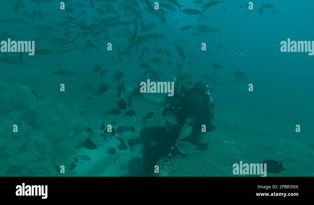 Scuba diver fish shoal Stock Videos & Footage - HD and 4K Video Clips ...