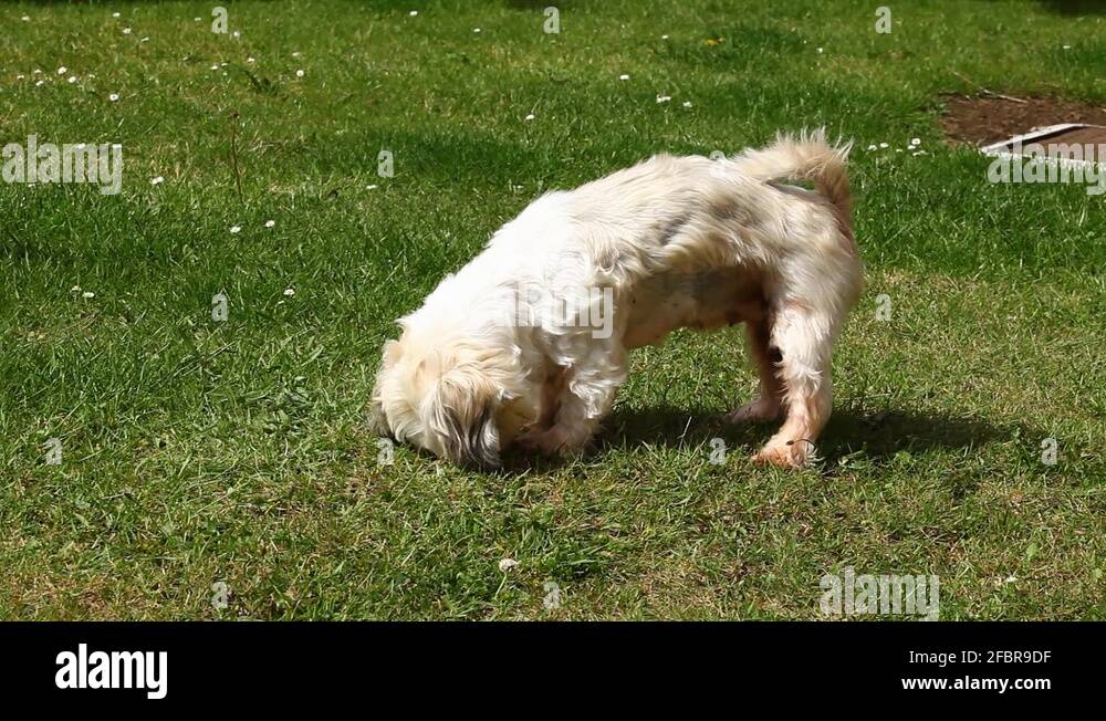 Rubbing his nose Stock Videos & Footage HD and 4K Video Clips Alamy