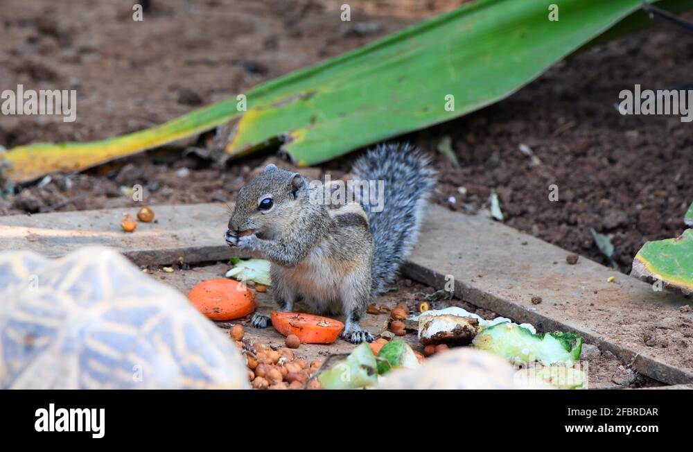 Nut fruits vegetables Stock Videos & Footage HD and 4K Video Clips