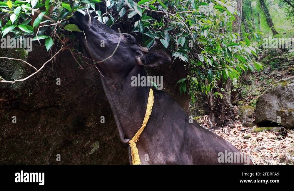 Sacred cow in nepal Stock Videos & Footage - HD and 4K Video Clips - Alamy