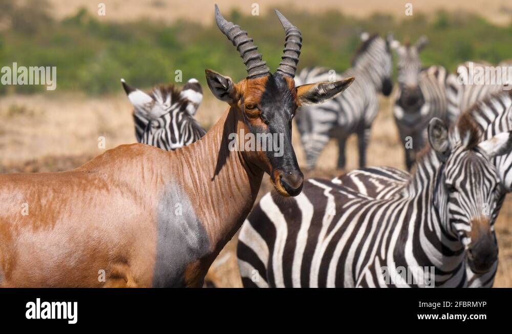 Damaliscus lunatus jimela Stock Videos & Footage HD and 4K Video