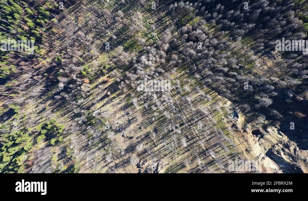 High elevation tree Stock Videos & Footage HD and 4K Video Clips Alamy