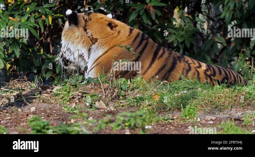 The Siberian tiger (Panthera tigris altaica) is the biggest cat in the