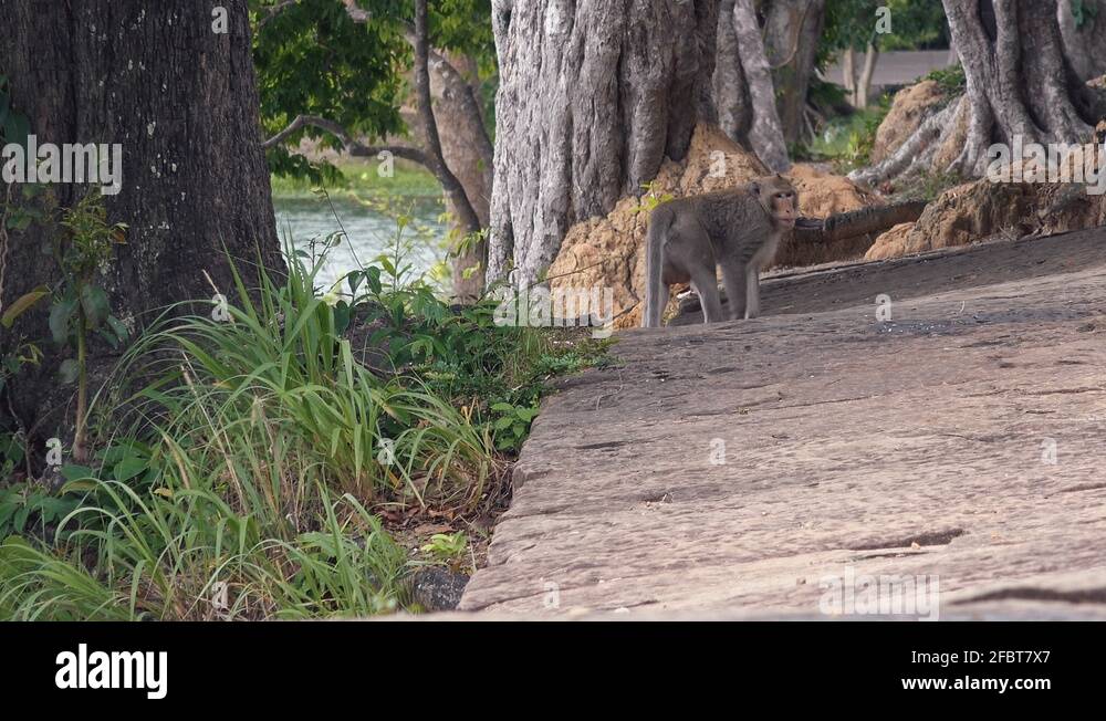 Monkey exploring Stock Videos & Footage HD and 4K Video Clips Alamy(05)