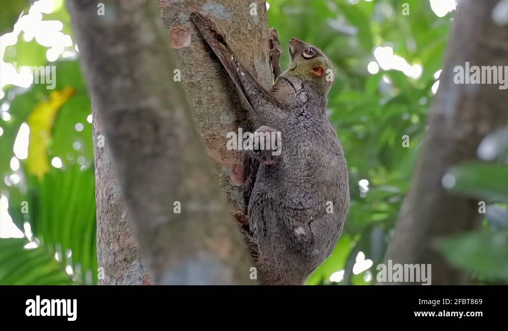 Gliding lemur Stock Videos & Footage HD and 4K Video Clips Alamy