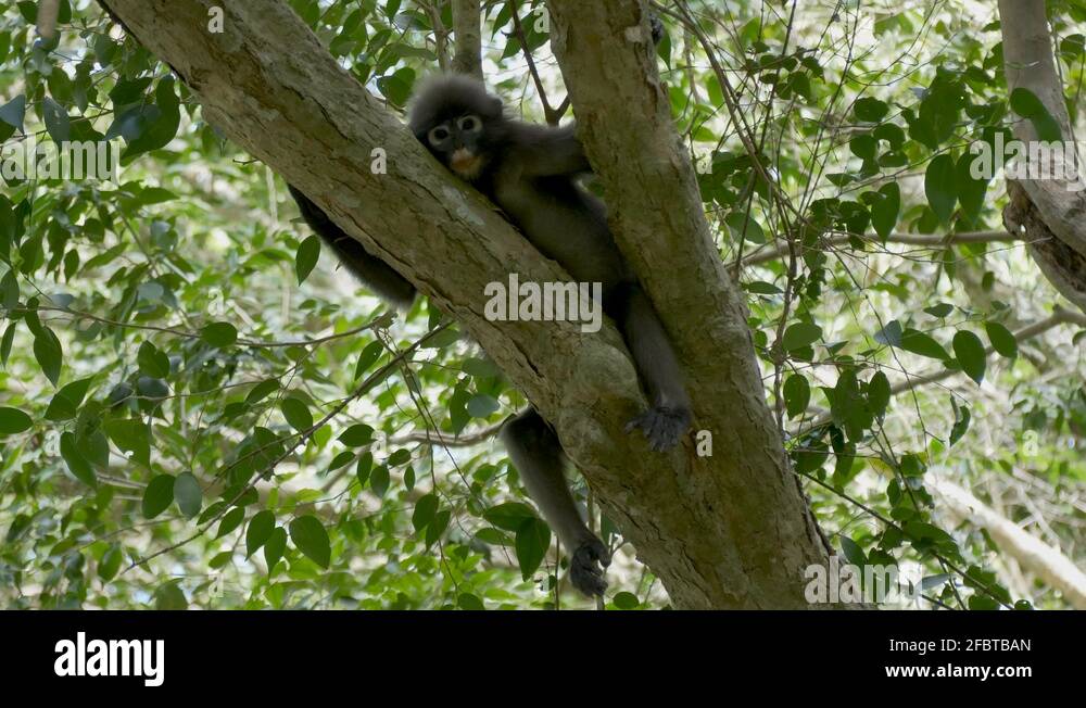Trachypithecus obscurus eyes Stock Videos & Footage HD and 4K Video