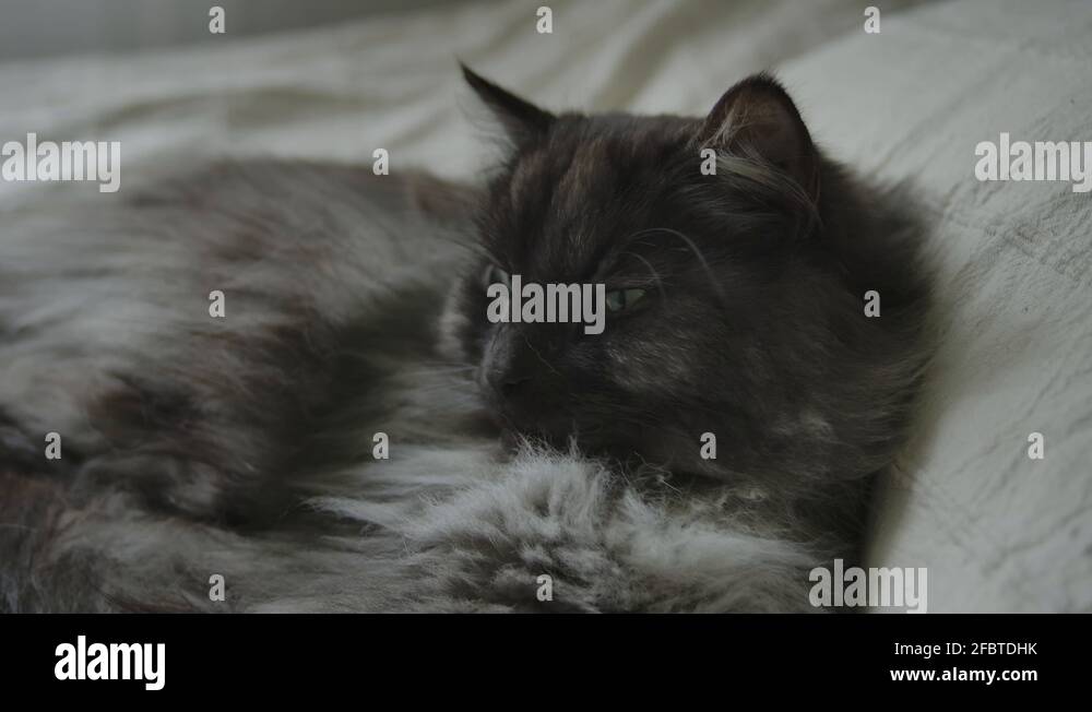 Long haired feline breed Stock Videos Footage HD and 4K Video Clips Long haired feline breed Stock Videos Footage HD and 4K Video Clips
