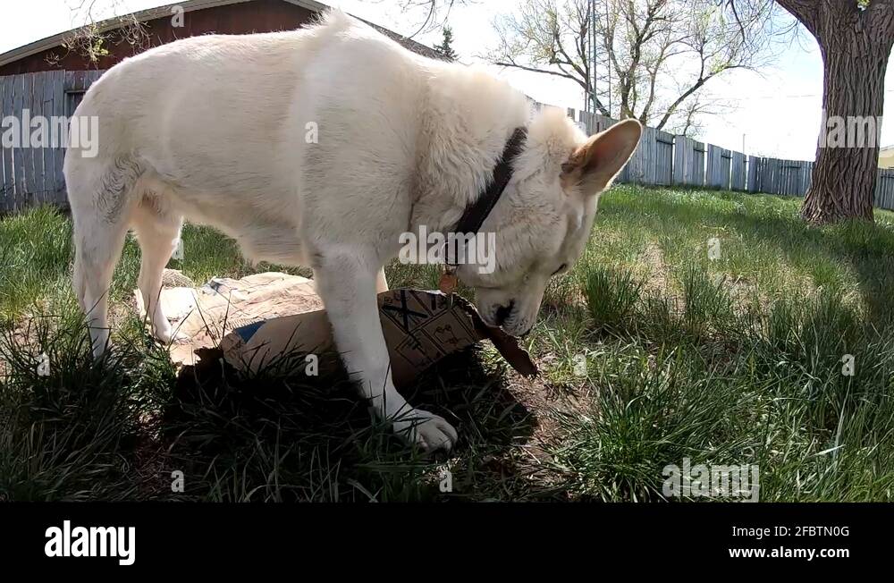 Dog tearing a box Stock Videos & Footage HD and 4K Video Clips Alamy