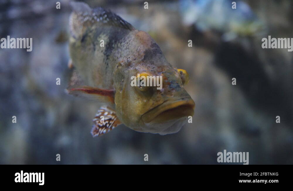 Fish bulging eyes Stock Videos & Footage HD and 4K Video Clips Alamy