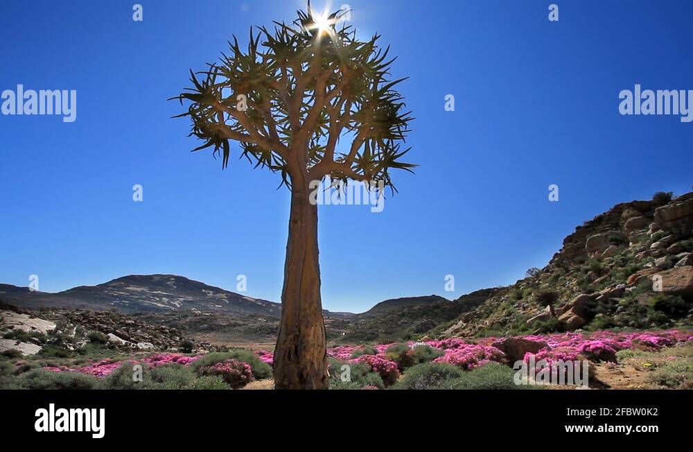 Karoo Flowers South Africa Stock Videos Footage HD And 4K Video karoo-flowers-south-africa-stock-videos-footage-hd-and-4k-video