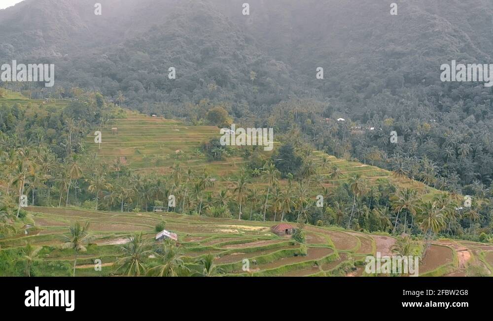 Rice paddy snake Stock Videos & Footage - HD and 4K Video Clips - Alamy