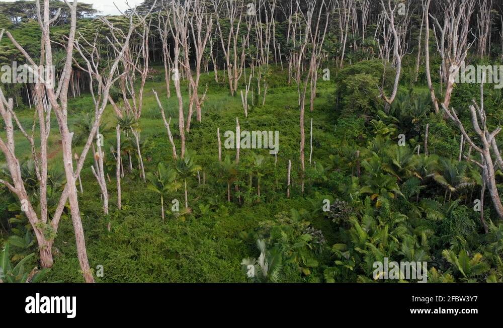 Invasive Plants In Hawaii Stock Videos Footage HD And 4K Video 