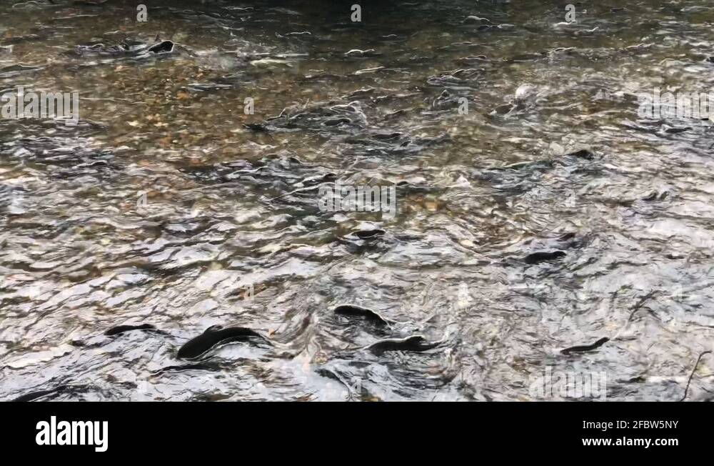 Atlantic salmon habitat Stock Videos & Footage HD and 4K Video Clips Alamy