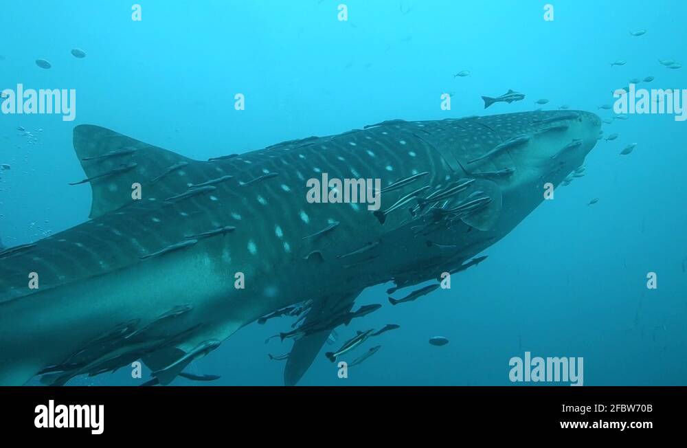 Whale shark from below Stock Videos & Footage - HD and 4K Video Clips ...