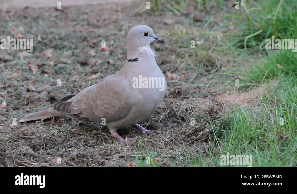 Collared dove feeding, Streptopelia decaocto Stock Video Footage Alamy