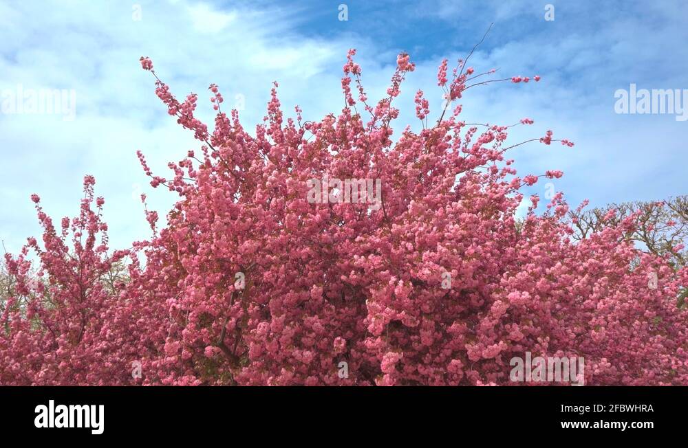 Pink cherry-blossom tree waving in the wind Stock Video Footage - Alamy