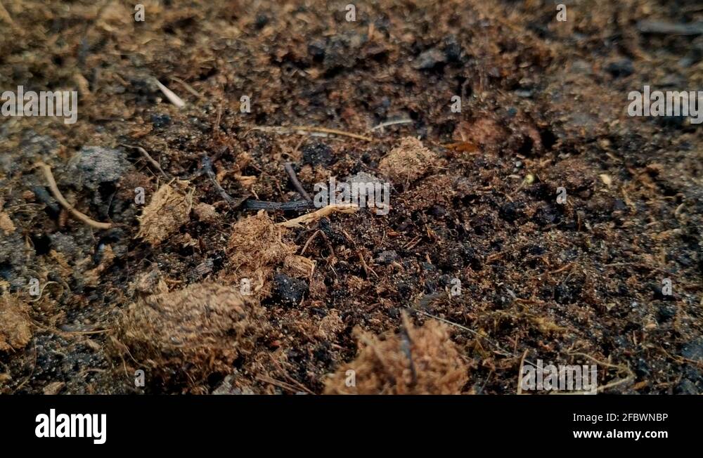 Peaty soil Stock Videos & Footage HD and 4K Video Clips Alamy